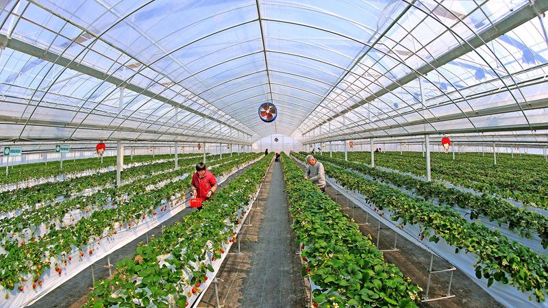 加盟代理价格是种植户关注的重点之一。一般来说，价格受以下因素影响：