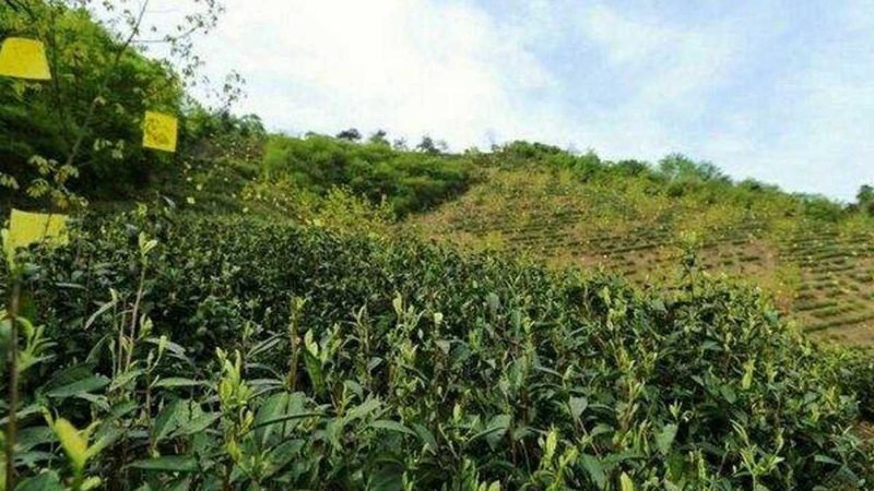 农业项目对比分析：关键参数与评估要点**