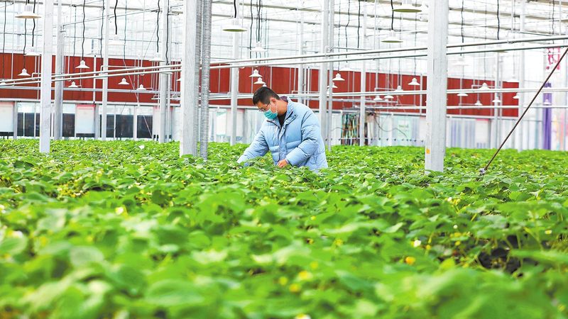 设施农业设备：如何选择性价比高的方案