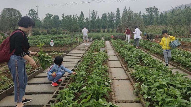 粮食种植，品牌之选：揭秘十大推荐品牌背后的故事**