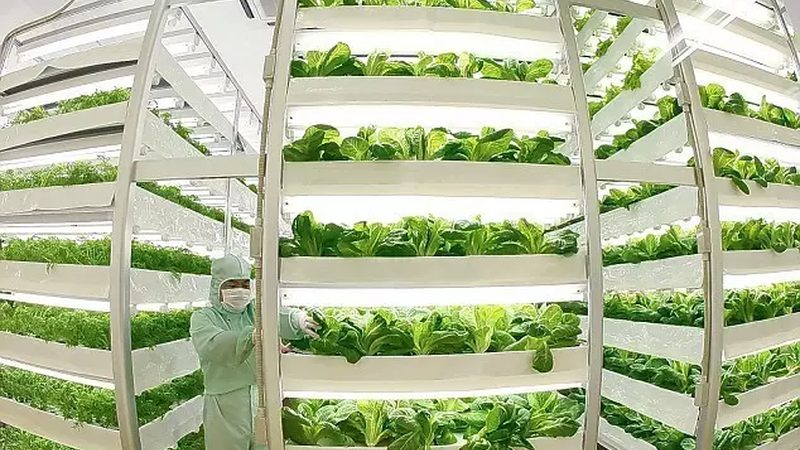 阳台种有机蔬菜品种推荐：如何挑选健康又美味的蔬菜