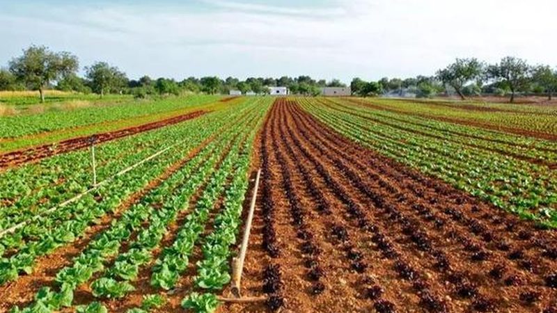 设施农业蔬菜大棚：类型与选择要点