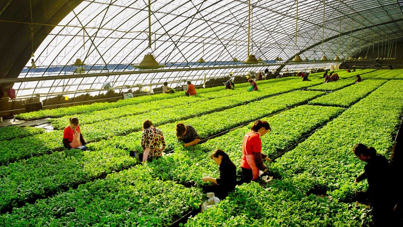 农资批发与零售发票开具：差异解析与合规要点