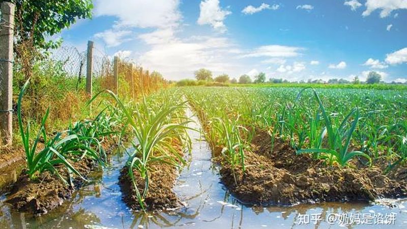 水肥一体化：现代农业的精准灌溉与施肥之道