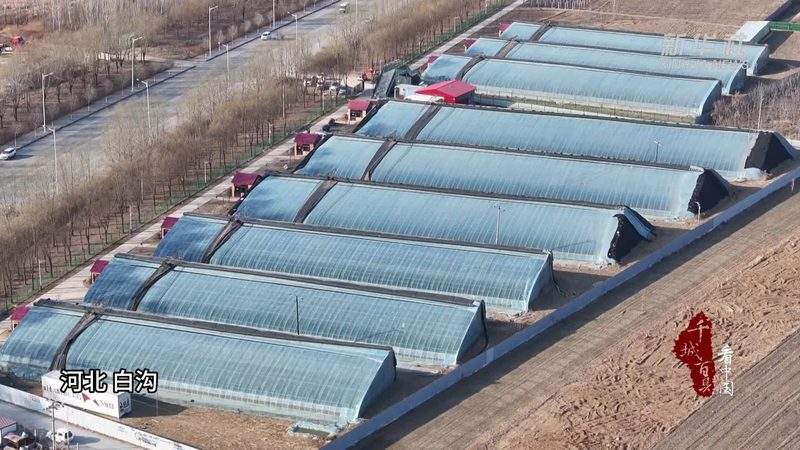 农资批发市场进货流程：揭秘高效采购之道