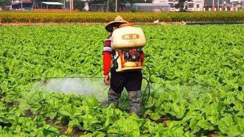 有机农业种植与常规农业：一场绿色与效率的对话