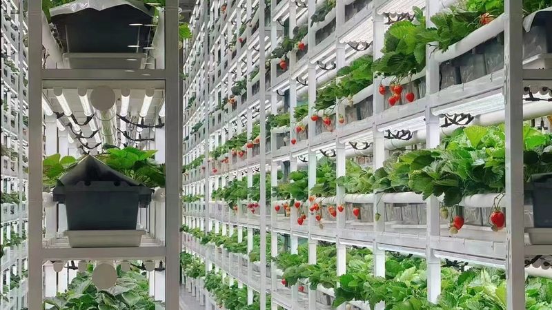 农民专业合作社：构建现代农业的微观基础